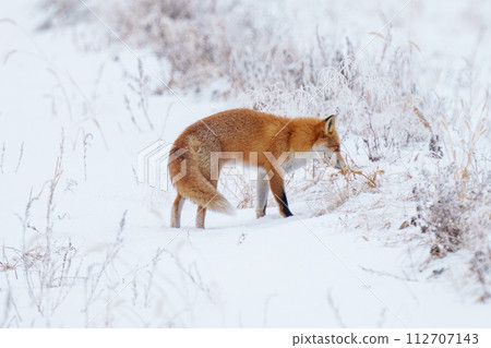 一隻紅狐狸在雪地上行走。北海道冬季觀光。可愛的野生動物。 一隻紅狐狸在雪地上行走。北海道冬季觀光。可愛的野生動物。 112707143