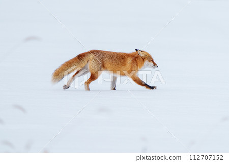 一隻紅狐狸在雪地上行走。北海道冬季觀光。可愛的野生動物。 112707152