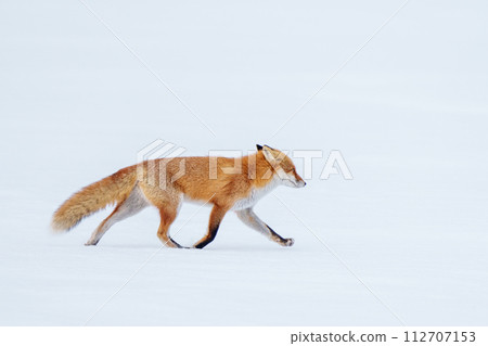 一隻紅狐狸在雪地上行走。北海道冬季觀光。可愛的野生動物。 112707153
