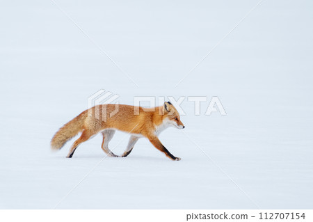 一隻紅狐狸在雪地上行走。北海道冬季觀光。可愛的野生動物。 112707154