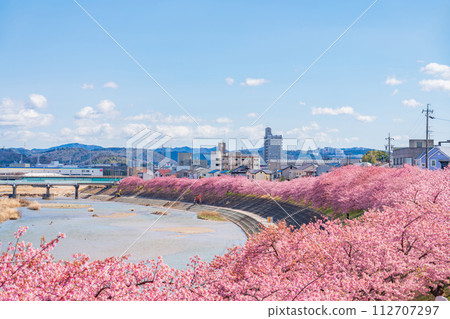 Spring Otogawa riverbed, Aoi cherry blossoms in full bloom (Kawazu cherry blossoms) <Okazaki City, Aichi Prefecture> Spring Otogawa riverbed, Aoi cherry blossoms in full bloom (Kawazu cherry blossoms) <Okazaki City, Aichi Prefecture> 112707297
