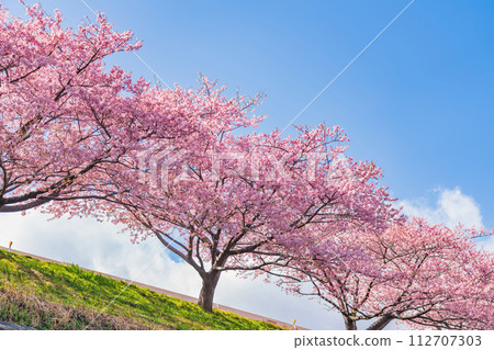 Spring Otogawa riverbed, Aoi cherry blossoms in full bloom (Kawazu cherry blossoms) <Okazaki City, Aichi Prefecture> Spring Otogawa riverbed, Aoi cherry blossoms in full bloom (Kawazu cherry blossoms) <Okazaki City, Aichi Prefecture> 112707303