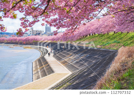 Spring Otogawa riverbed, Aoi cherry blossoms in full bloom (Kawazu cherry blossoms) <Okazaki City, Aichi Prefecture> 112707332