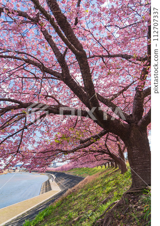 春天的音川河床，葵櫻花盛開（河津櫻花）<愛知縣岡崎市> 112707337