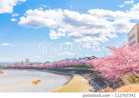 Spring Otogawa riverbed, Aoi cherry blossoms in full bloom (Kawazu cherry blossoms) <Okazaki City, Aichi Prefecture> Spring Otogawa riverbed, Aoi cherry blossoms in full bloom (Kawazu cherry blossoms) <Okazaki City, Aichi Prefecture> 112707341