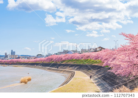 Spring Otogawa riverbed, Aoi cherry blossoms in full bloom (Kawazu cherry blossoms) <Okazaki City, Aichi Prefecture> 112707343