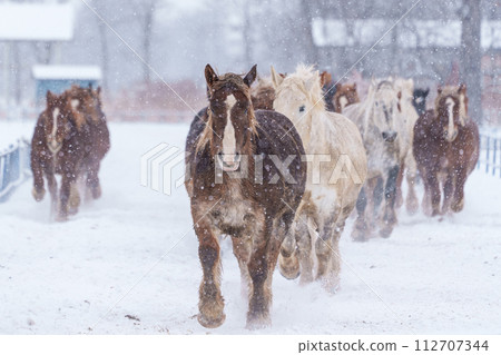 Horse racing at Tokachi Farm Winter Hokkaido style sightseeing (winter event) 112707344