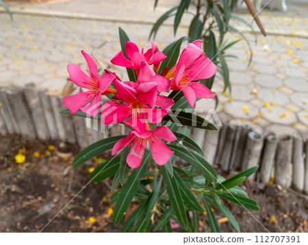 beautiful pink lily flower in garden beautiful pink lily flower in garden 112707391