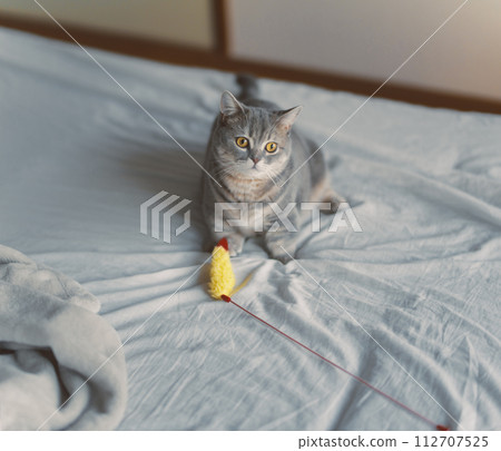 Short-legged munchkin kitten 112707525
