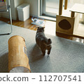 Short-legged munchkin kitten 112707541