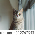 Short-legged munchkin kitten 112707543