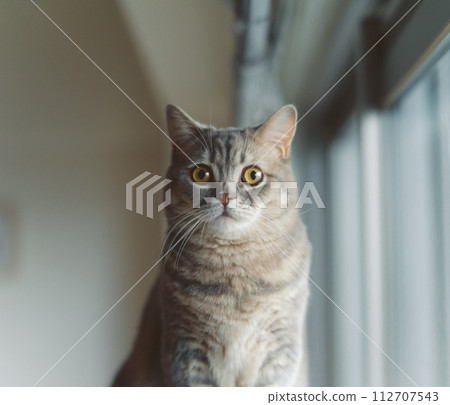 Short-legged munchkin kitten 112707543