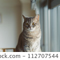 Short-legged munchkin kitten 112707544