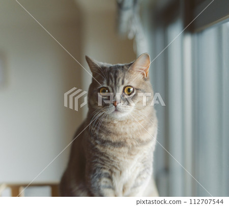 Short-legged munchkin kitten Short-legged munchkin kitten 112707544