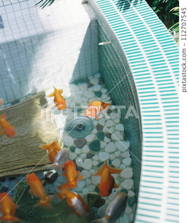 Summer fish bowl 112707545