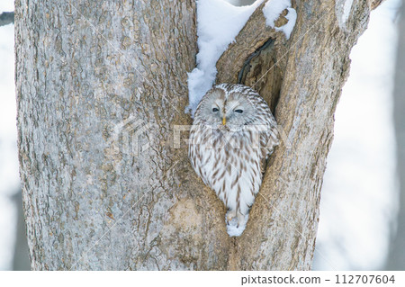 Snow and Ezo Owl - Hokkaido's wild animals 112707604