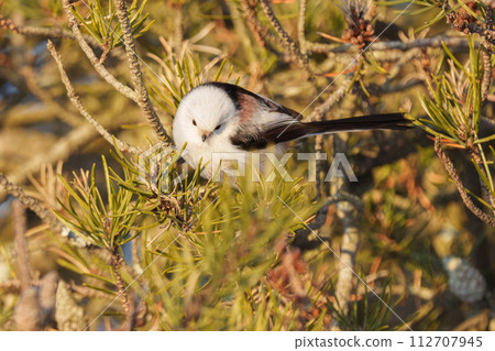 Snow fairy Shimaenaga, Hokkaido's cute wild animal 112707945