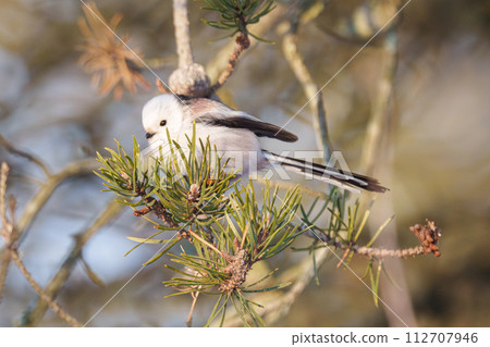 Snow fairy Shimaenaga, Hokkaido's cute wild animal 112707946