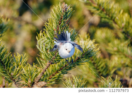 Snow fairy Shimaenaga, Hokkaido's cute wild animal 112707973