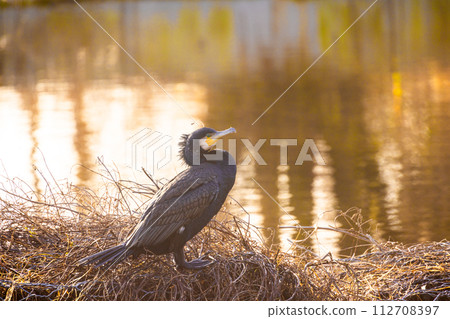 Elegant Cormorant Overlooking the Gilded Waters at Dusk 112708397