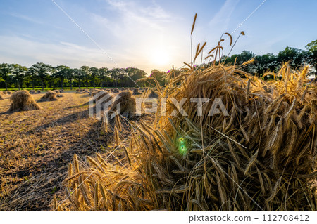Golden Wheat Sheaves in Sunset Light Golden Wheat Sheaves in Sunset Light 112708412