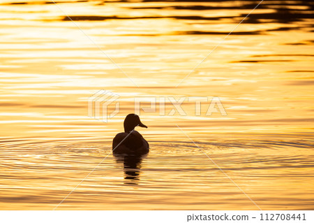 Silhouetted Duck on Golden Sunset Waters Silhouetted Duck on Golden Sunset Waters 112708441