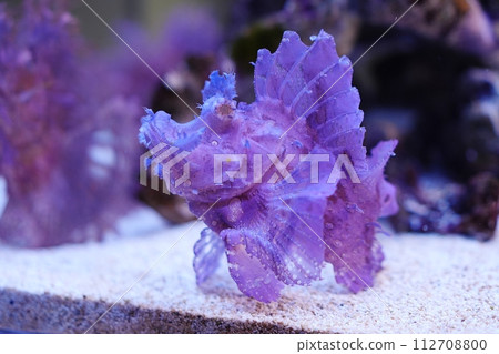 Bolo rockfish Bolo rockfish 112708800