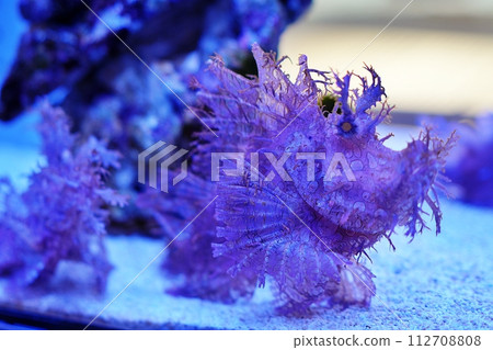 波洛石斑魚 112708808