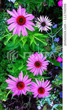 pink flower 017 pink flower 017 112708998