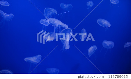Jellyfish tank Jellyfish tank 112709015