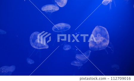 Jellyfish tank Jellyfish tank 112709016