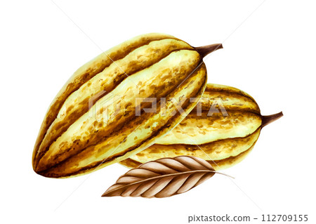 Watercolor composition with cocoa pods, fruit and dry leaf. Hand drawn beens, realistic organic superfood illustration isolated on white background. For designers, packaging design, menu, decoration, 112709155