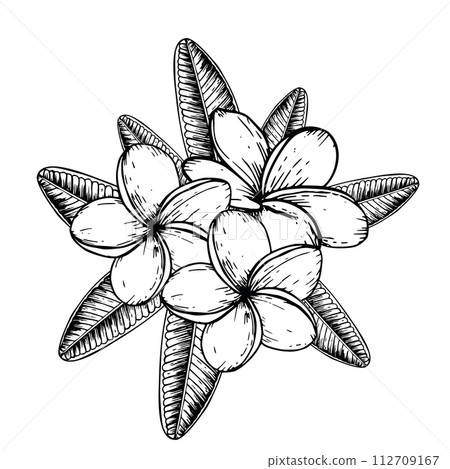 Tropical composition of vector plumeria flowers illustration on isolated background. Beautiful botanical hand painted linear exotic frangipani. For designers, spa decoration, postcards, wedding, 112709167