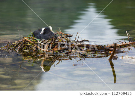 Eurasian coot, Fulica atra sitting on the nest Eurasian coot, Fulica atra sitting on the nest 112709435
