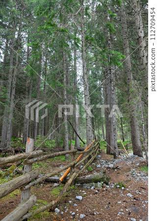 tall trees in the forest tall trees in the forest 112709454