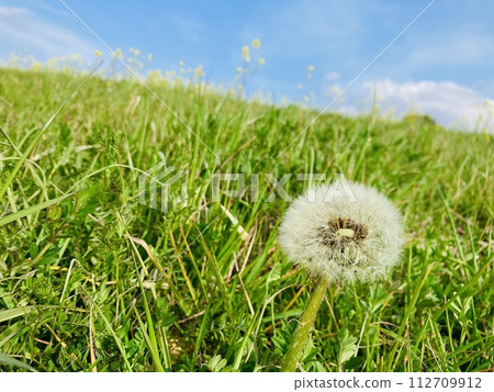 Dandelion fluff shining in the blue sky Dandelion fluff shining in the blue sky 112709912