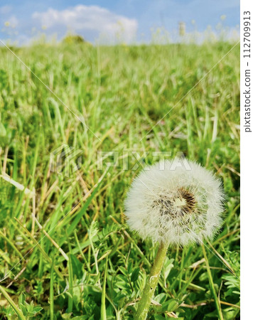 Dandelion fluff shining in the blue sky Dandelion fluff shining in the blue sky 112709913
