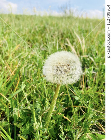 Dandelion fluff shining in the blue sky Dandelion fluff shining in the blue sky 112709914