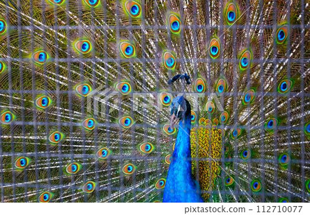 Peacock spreading wings 112710077