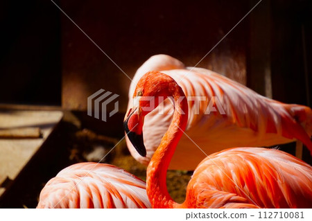 Flamingo Flamingo 112710081