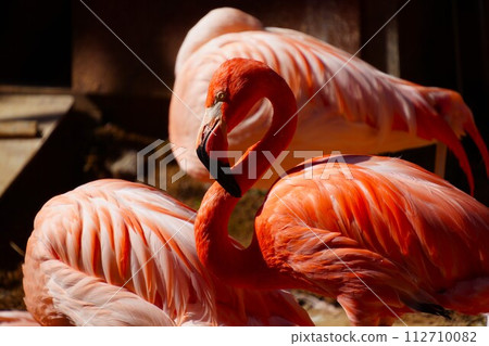 Flamingo Flamingo 112710082