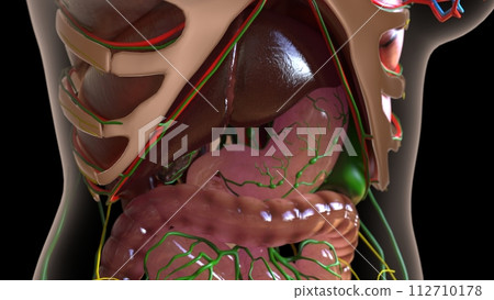 female lymph nodes anatomy with internal organs for medical concept 3d rendering 112710178