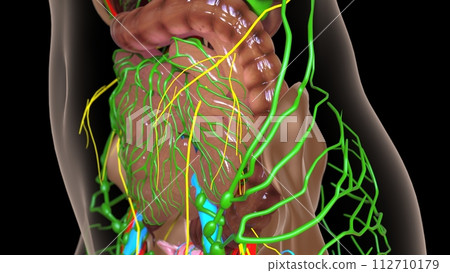 female lymph nodes anatomy with internal organs for medical concept 3d rendering 112710179