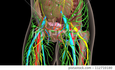 female lymph nodes anatomy with internal organs for medical concept 3d rendering 112710180