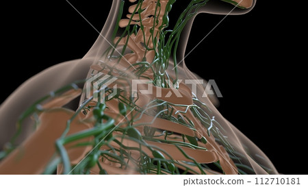 female lymph nodes anatomy with skeleton for medical concept 3d rendering female lymph nodes anatomy with skeleton for medical concept 3d rendering 112710181