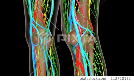 female lymph nodes anatomy with skeleton for medical concept 3d rendering 112710182