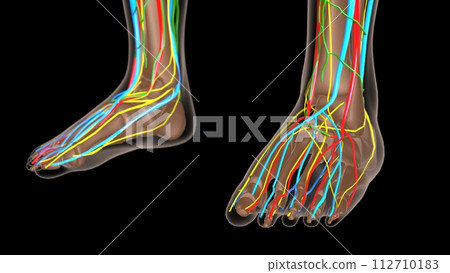 female lymph nodes anatomy with skeleton for medical concept 3d rendering 112710183
