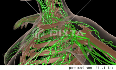 female lymph nodes anatomy with skeleton for medical concept 3d rendering 112710184