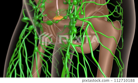 female lymph nodes anatomy with skeleton for medical concept 3d rendering female lymph nodes anatomy with skeleton for medical concept 3d rendering 112710188