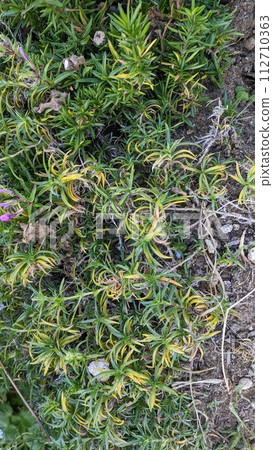 Lawn 022 Lawn 022 112710363